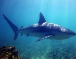 "نقابة الغواصين المحترفين في لبنان" تنشر تقريرا عن سمك "القرش" في البحر المتوسط