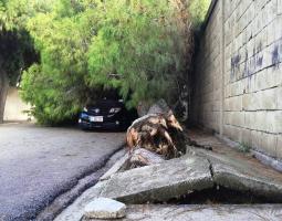 العاصفة تترك بصماتها في صيدا : سقوط شجرة صنوبر معمرة وتضرر سيارة
