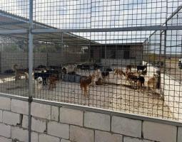 بلدية صيدا تحذّر من الدخول الى محيط ملجأ الكلاب الشاردة